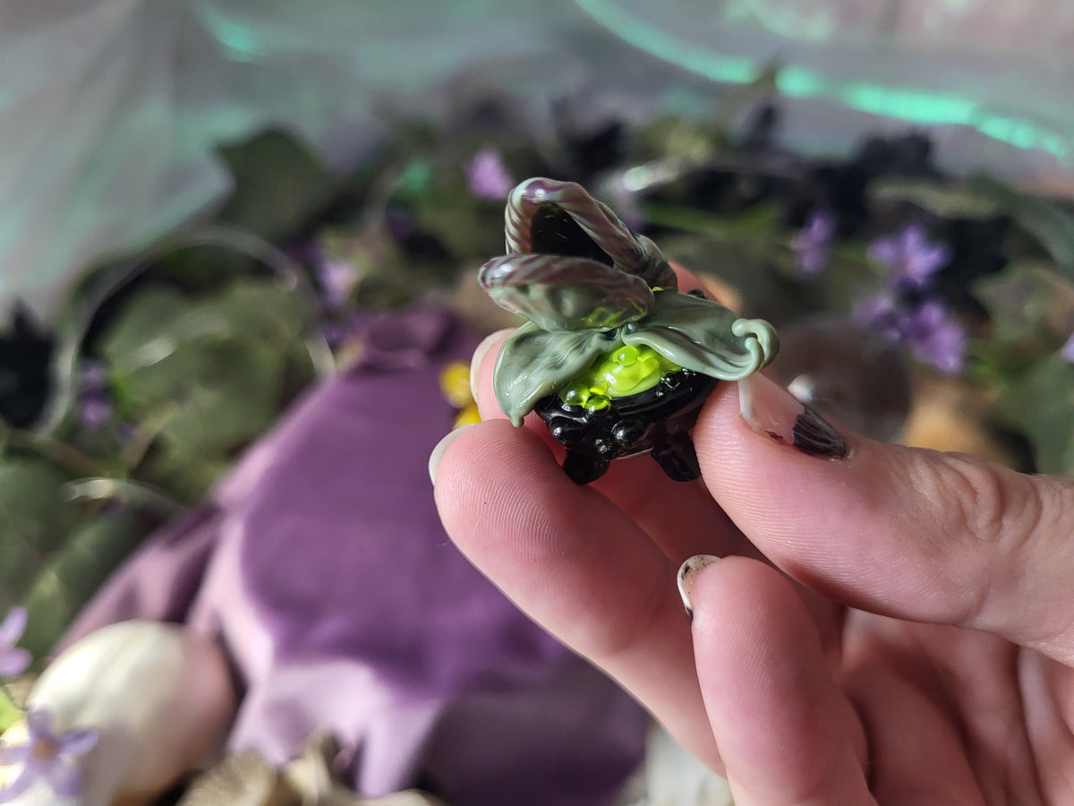 Mini Cauldron Carnivorous Plants