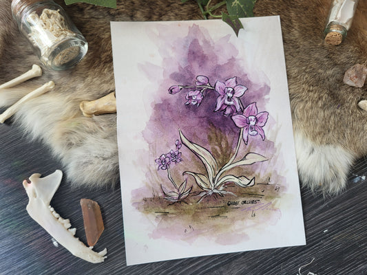 Ghost Orchids Fine Art Print