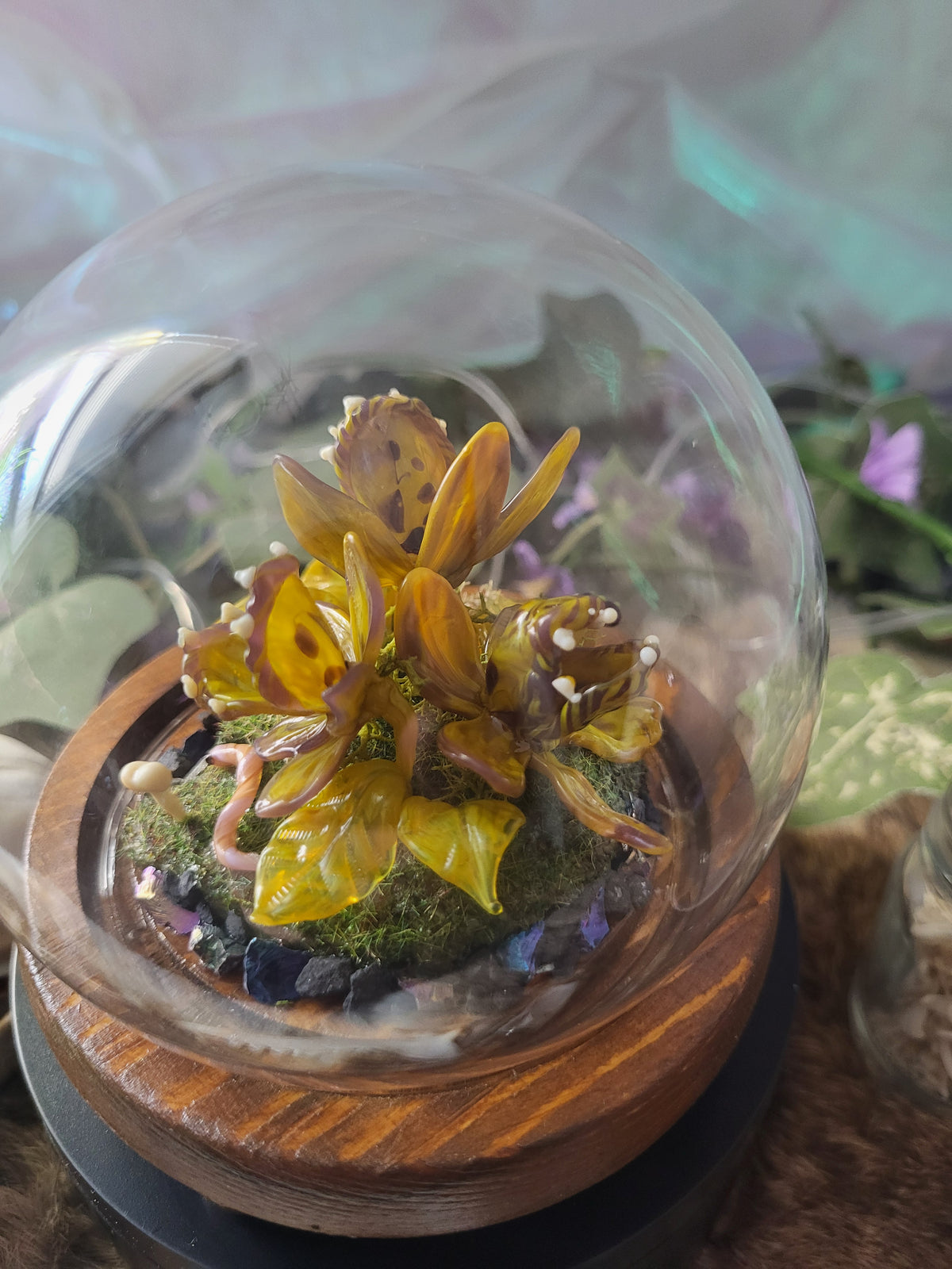 Francine Carnivorous Plant Dome