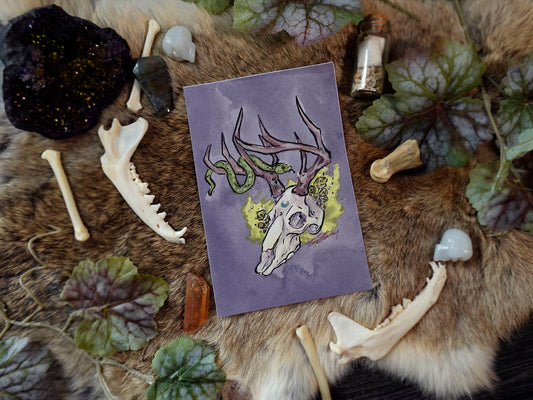 Deer Skull Fine Art Print